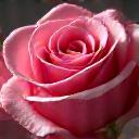 Lava Bloom Kvalitetsgaranti